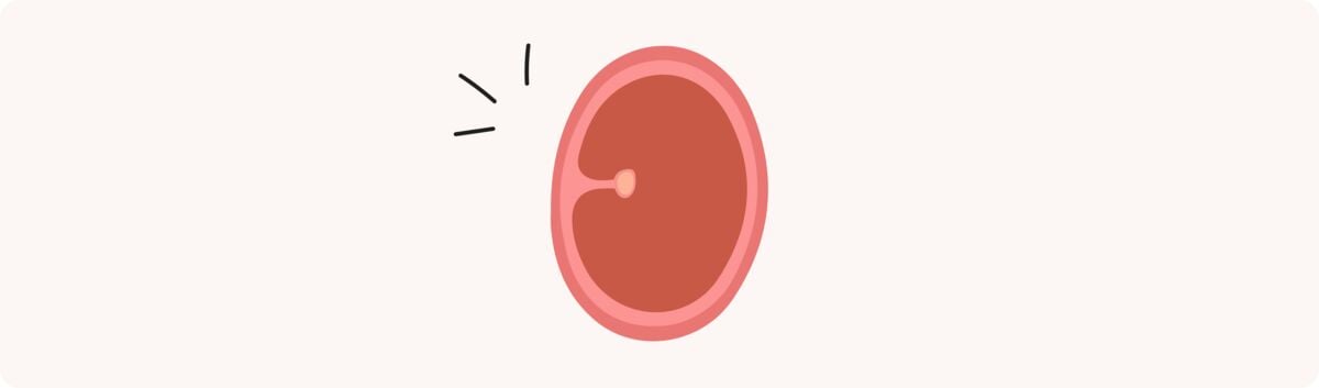 1 semaine de grossesse (3 SA) – Développement de bébé, taille, fœtus, embryon