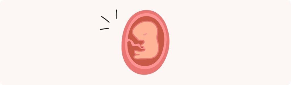 13 semaines de grossesse (15 SA) – Développement de bébé, taille, fœtus, embryon
