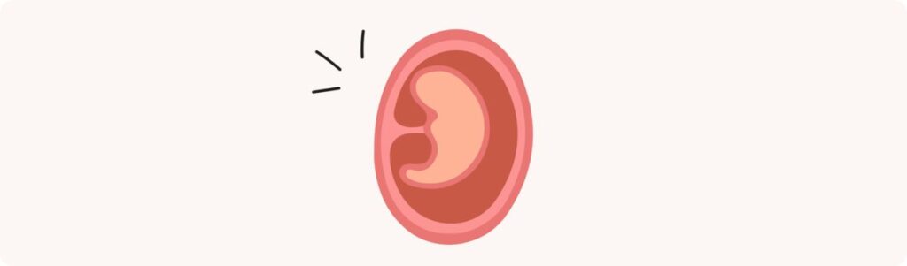 3 semaines de grossesse (5 SA) – Développement de bébé, taille, fœtus, embryon
