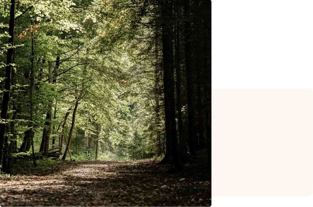 Chemin forestier, lieu idéal pour une activité bébé 9 mois lors d’une balade