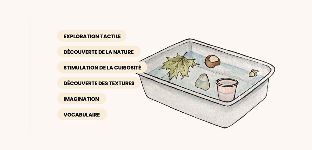 Illustration d’un bac sensoriel contenant feuille, caillou et marron, activité bébé 12 mois pour explorer
