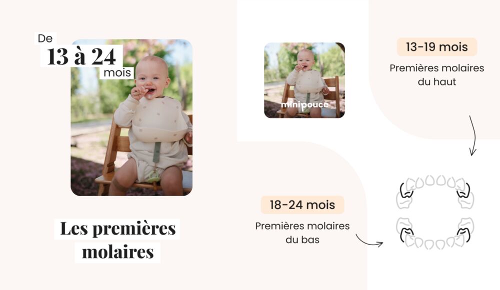 Infographie du calendrier d’apparition des molaires chez le bébé (13 à 24 mois), repères utiles pour suivre l’évolution des dents bébé