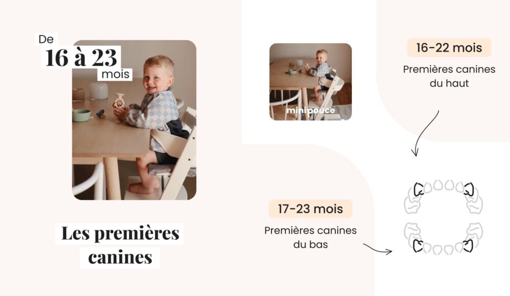 Schéma éducatif sur la poussée des canines du bébé (16 à 23 mois), indications claires pour comprendre le développement naturel des dents bébé