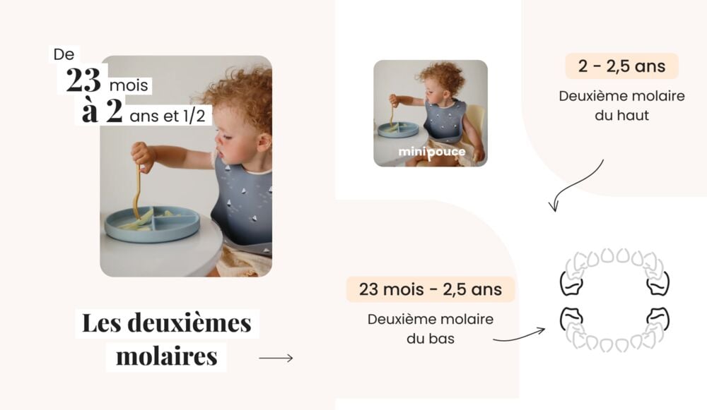 Guide visuel du développement dentaire du bébé (23 mois à 2,5 ans), illustration des étapes d’évolution des dents bébé