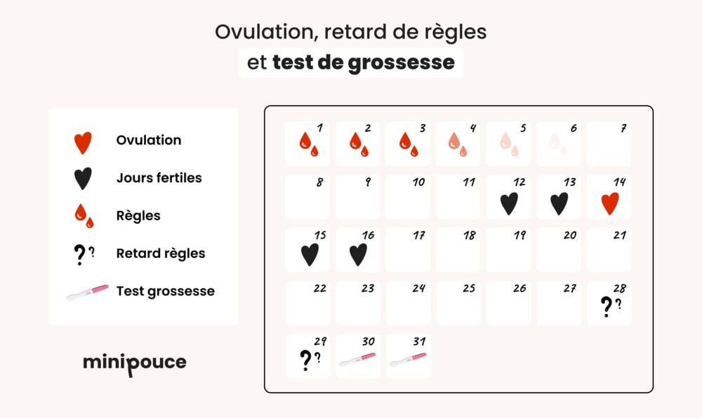 Calendrier reliant ovulation, jours fertiles, retard de règles et moment idéal pour faire un test de grossesse
