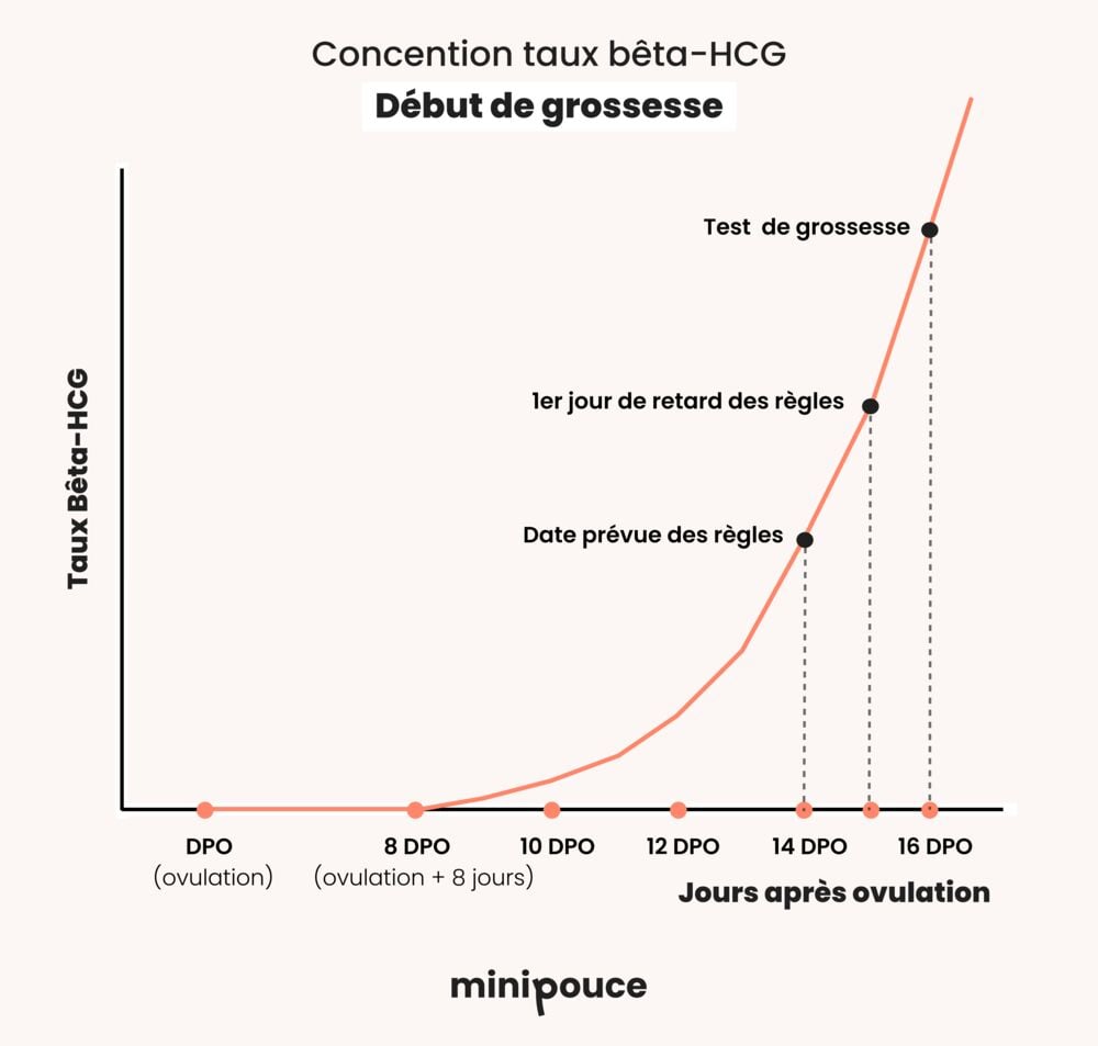 Courbe du taux de bêta-hCG en début de grossesse selon les jours après l'ovulation (DPO)